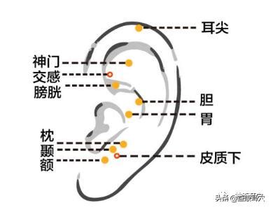 耳穴貼是什麼|漢方耳穴療法